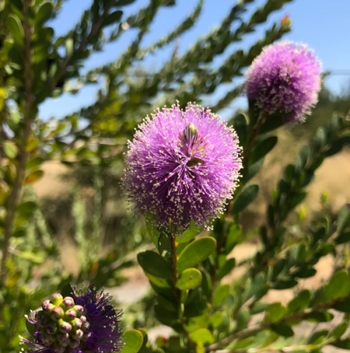 Honey Myrtle Essential Oil 4